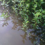 Huntley Meadows